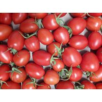 Sandveld Seeds Cherry Tomato